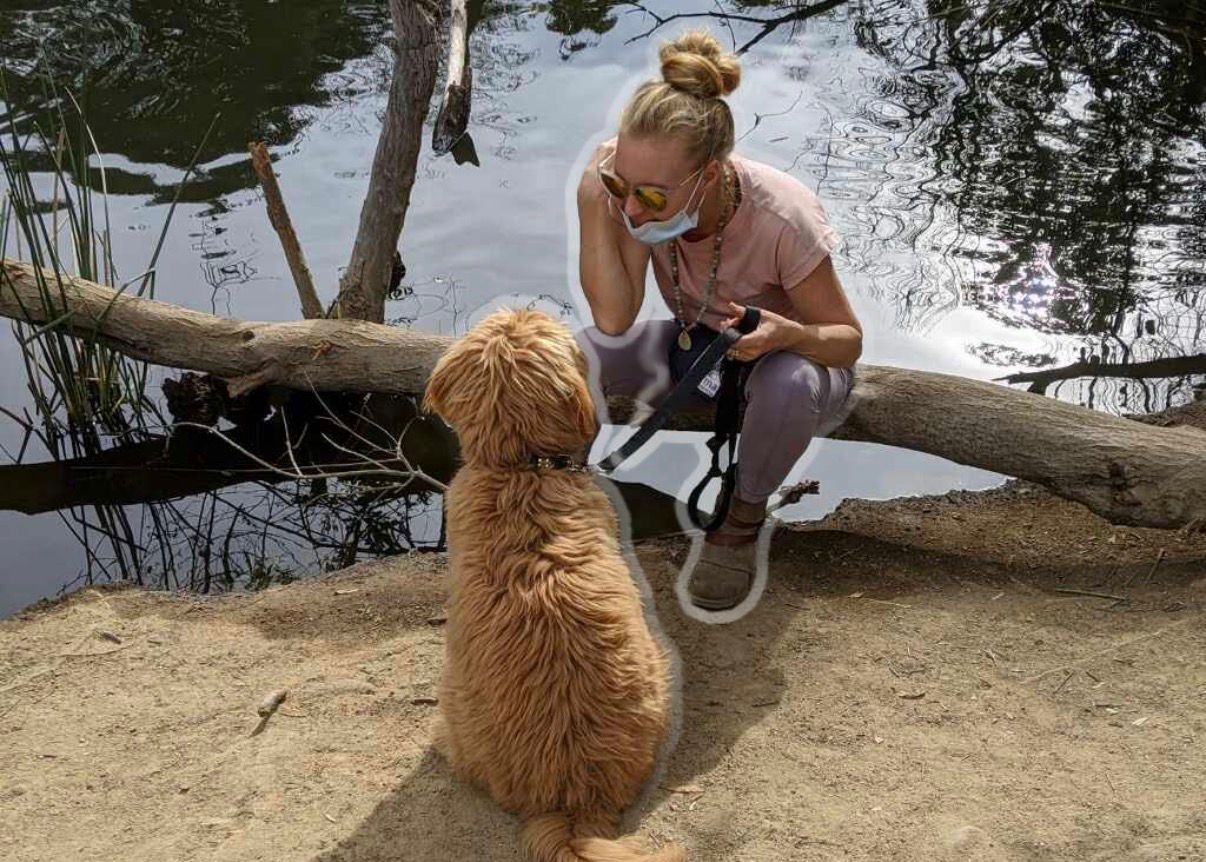 Dog training session