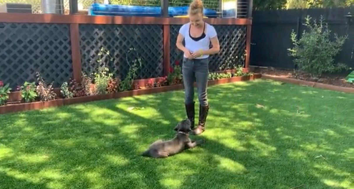 Dog training session