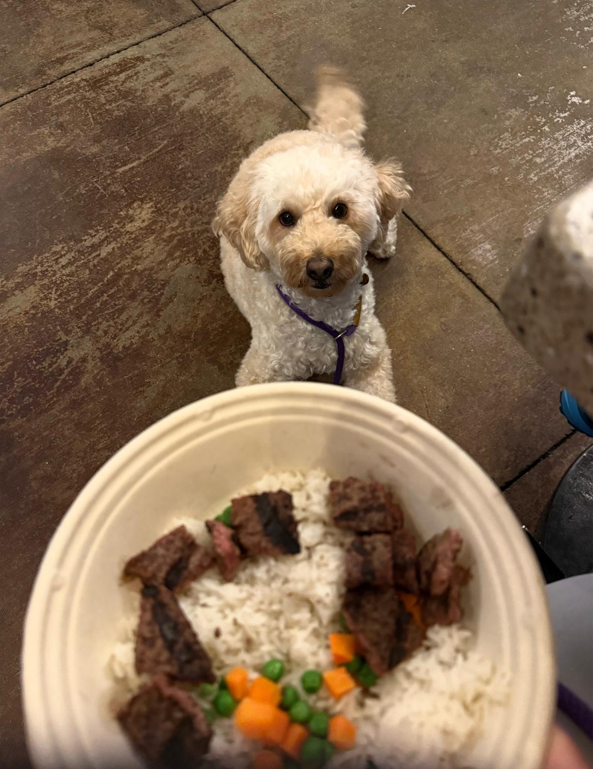 Anastasia Lavian working with a dog