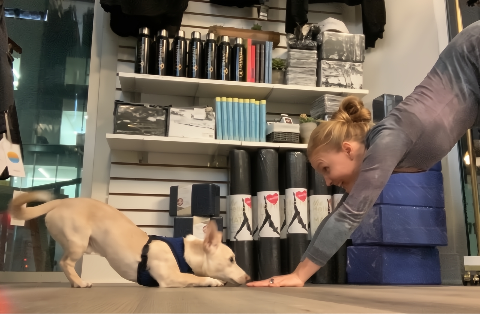 Professional dog training with Anastasia Lavian