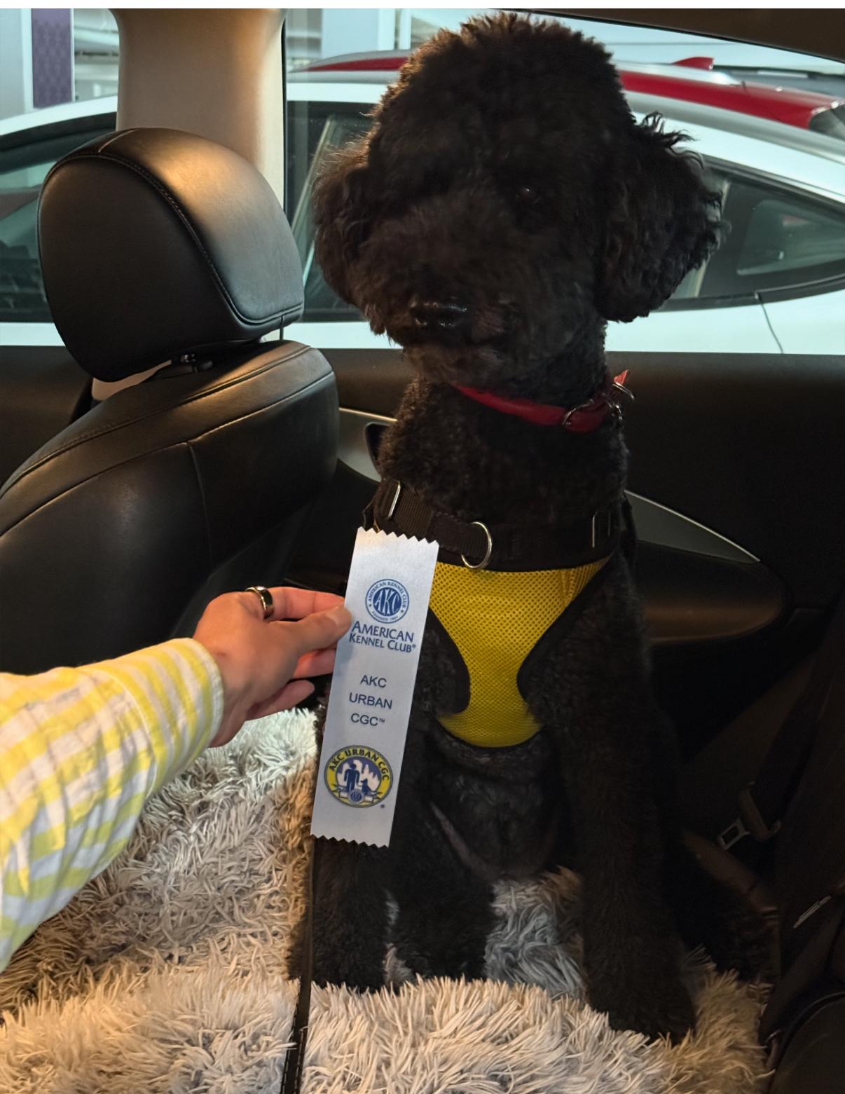 Virtual dog training session